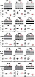 N-cadherin Antibody in Western Blot (WB)