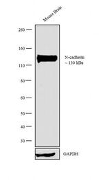 N-cadherin Antibody in Western Blot (WB)