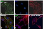 CD55 Antibody