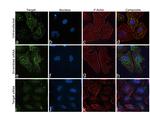 CD55 Antibody