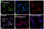 beta Amyloid Antibody in Immunocytochemistry (ICC/IF)