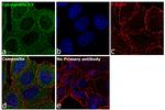 Cytokeratin 19 Antibody in Immunocytochemistry (ICC/IF)