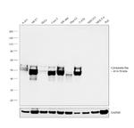 Cytokeratin Pan Antibody