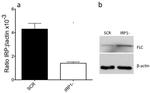 beta Actin Antibody in Western Blot (WB)