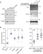 beta Actin Antibody in Western Blot (WB)