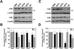 beta Actin Antibody in Western Blot (WB)