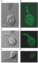 PMCA ATPase Antibody in Immunocytochemistry (ICC/IF)