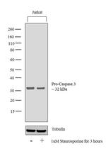 Active/Pro-Caspase 3 Antibody in Western Blot (WB)