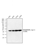 DYKDDDDK Tag Antibody in Western Blot (WB)