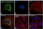 DYKDDDDK Tag Antibody in Immunocytochemistry (ICC/IF)