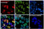 DYKDDDDK Tag Antibody in Immunocytochemistry (ICC/IF)