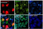 DYKDDDDK Tag Antibody in Immunocytochemistry (ICC/IF)