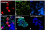 DYKDDDDK Tag Antibody in Immunocytochemistry (ICC/IF)