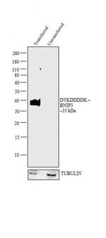 DYKDDDDK Tag Antibody in Western Blot (WB)