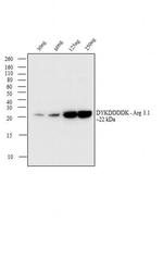 DYKDDDDK Tag Antibody in Western Blot (WB)