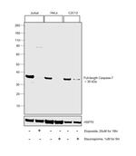 Caspase 7 Antibody in Western Blot (WB)