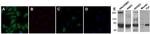 Calcium Sensing Receptor Antibody in Western Blot, Immunocytochemistry (WB, ICC/IF)