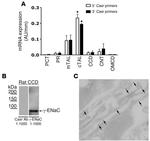 Calcium Sensing Receptor Antibody in Western Blot, Immunocytochemistry (WB, ICC/IF)