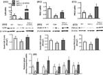 Calcium Sensing Receptor Antibody in Western Blot (WB)