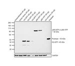 eGFP Antibody in Western Blot (WB)