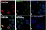 c-Myc Antibody in Immunocytochemistry (ICC/IF)