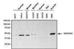 MAP2K4 Antibody in Western Blot (WB)