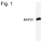 BAP31 Antibody in Western Blot (WB)