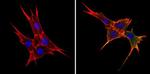 BAP31 Antibody in Immunocytochemistry (ICC/IF)