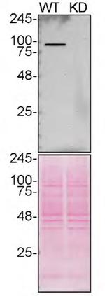 VCP Antibody in Western Blot (WB)