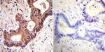 VCP Antibody in Immunohistochemistry (Paraffin) (IHC (P))