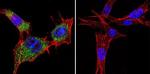 HSP70 Antibody in Immunocytochemistry (ICC/IF)