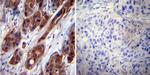 HSP70 Antibody in Immunohistochemistry (Paraffin) (IHC (P))