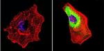 HSP70 Antibody in Immunocytochemistry (ICC/IF)