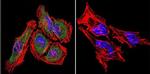 HSP70 Antibody in Immunocytochemistry (ICC/IF)