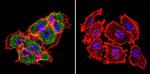 HSP70 Antibody in Immunocytochemistry (ICC/IF)