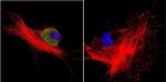 HSP70 Antibody in Immunocytochemistry (ICC/IF)