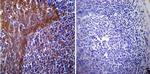 HSP70 Antibody in Immunohistochemistry (Paraffin) (IHC (P))