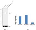 HSP90 alpha Antibody in Western Blot (WB)