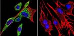 HSP90 alpha Antibody in Immunocytochemistry (ICC/IF)