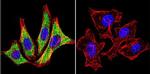 HSP90 alpha Antibody in Immunocytochemistry (ICC/IF)