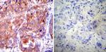 HSP90 alpha Antibody in Immunohistochemistry (Paraffin) (IHC (P))