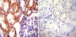 HSP90 alpha Antibody in Immunohistochemistry (Paraffin) (IHC (P))