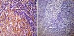 HSP90 alpha Antibody in Immunohistochemistry (Paraffin) (IHC (P))