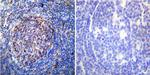 HSP60 Antibody in Immunohistochemistry (Paraffin) (IHC (P))