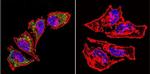 HSP60 Antibody in Immunocytochemistry (ICC/IF)