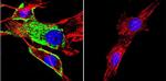 HSC70 Antibody in Immunocytochemistry (ICC/IF)