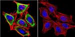 HSC70 Antibody in Immunocytochemistry (ICC/IF)