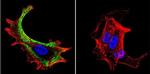 HSC70 Antibody in Immunocytochemistry (ICC/IF)