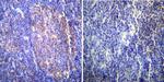 HSC70 Antibody in Immunohistochemistry (Paraffin) (IHC (P))