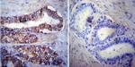 HSC70 Antibody in Immunohistochemistry (Paraffin) (IHC (P))